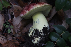 Butyriboletus autumniregius