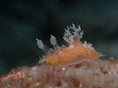 Plocamopherus pecoso