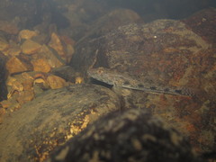 Glossogobius giuris