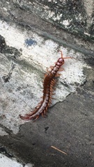 Scolopendra multidens