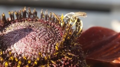 Halictus ligatus