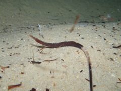 Mitotichthys meraculus