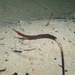 Western Crested Pipefish - Photo (c) Tim Karnasuta, some rights reserved (CC BY-NC)