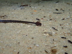 Mitotichthys meraculus