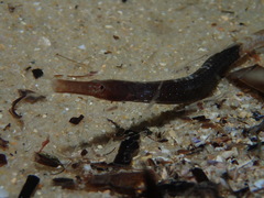 Mitotichthys meraculus