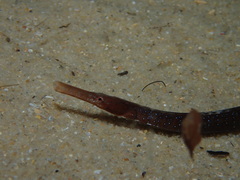 Mitotichthys meraculus