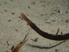 Mitotichthys meraculus