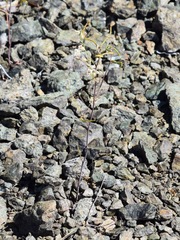 Streptanthus vimineus