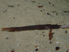 Mitotichthys meraculus