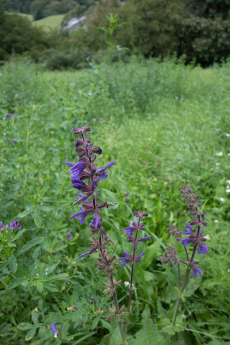 Introduced sage (Salvia pratensis)