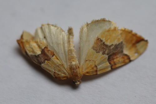 Barred Yellow, Noordwijk, Nederland, photo 4 of 10