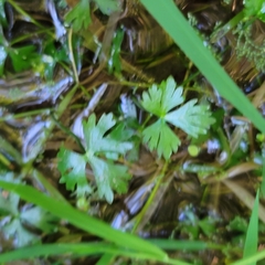 Ranunculus gmelinii