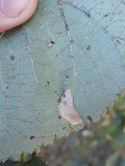 Phyllonorycter issikii