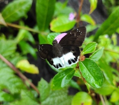Tagiades litigiosa