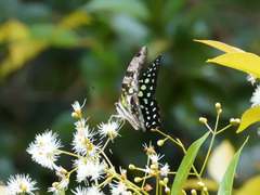 Graphium agamemnon agamemnon