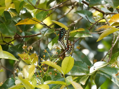 Graphium evemon eventus