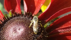 Halictus ligatus