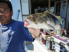 Paralabrax nebulifer