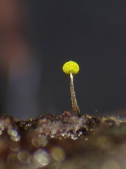 Physarum viride