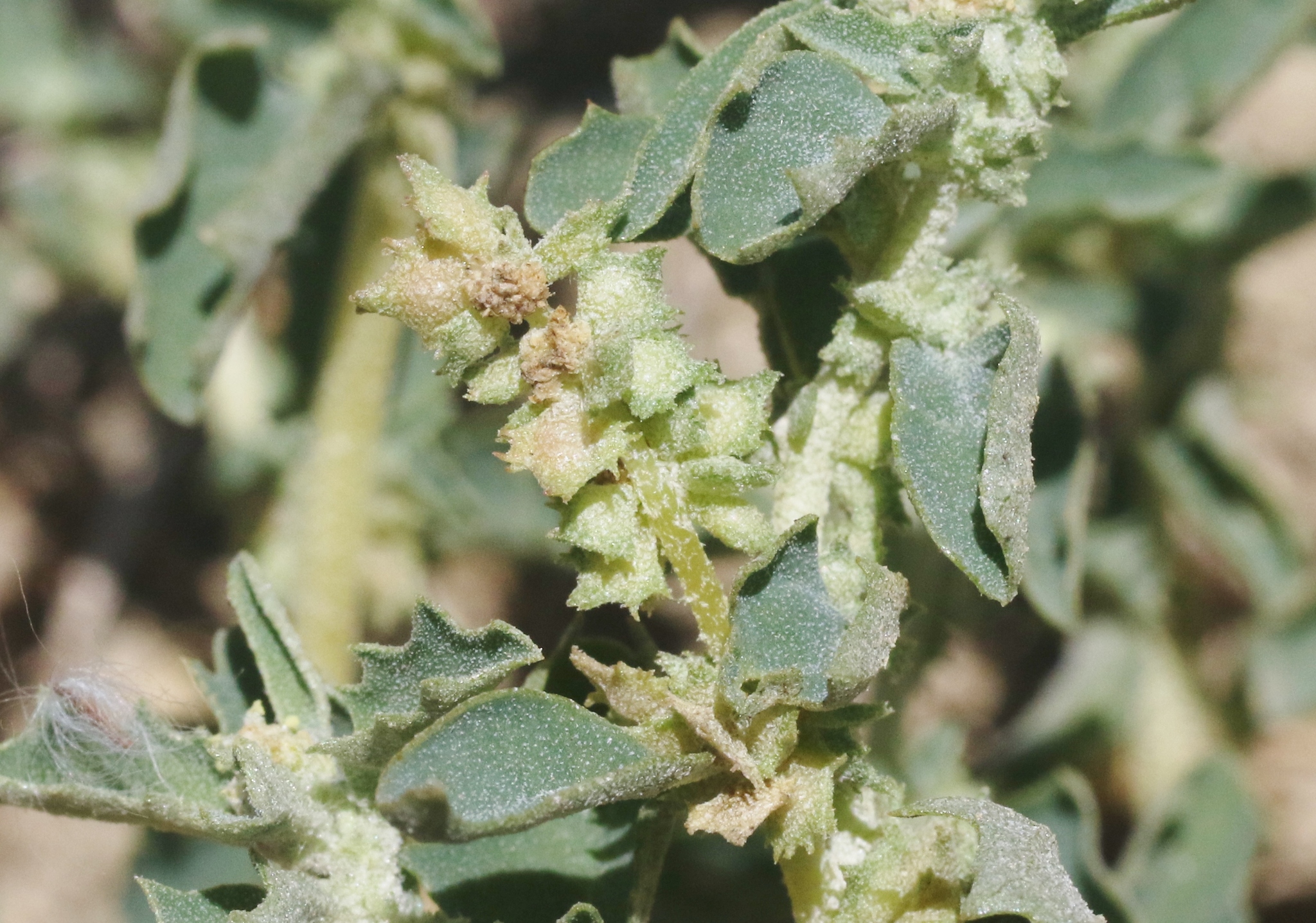 Atriplex suberecta