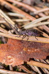 Polydrusus pilosus