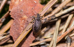Polydrusus pilosus