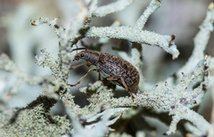 Polydrusus pilosus
