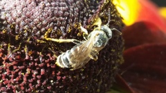 Halictus ligatus