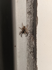 Menemerus bivittatus