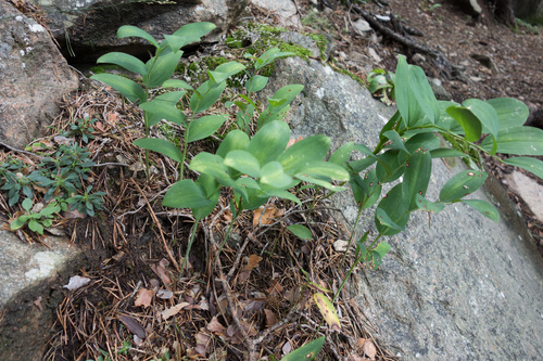 Polygonatum odoratum