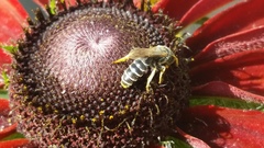 Halictus ligatus
