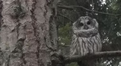 Strix