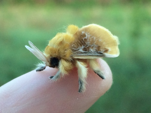 Southern Flannel Moth