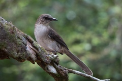 Mimus graysoni