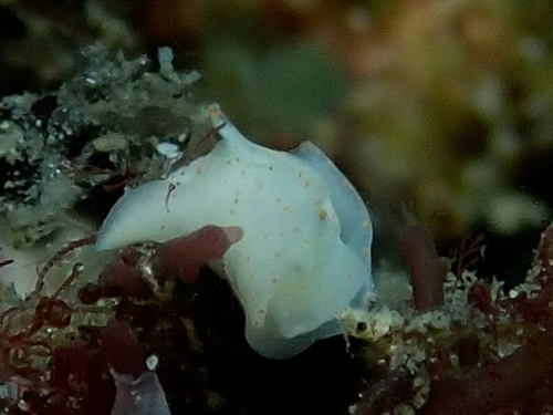 Sagaminopteron bilealbum observed 2018-07-28