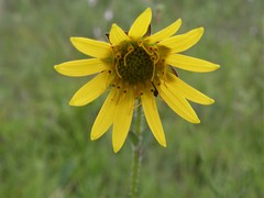 Silphium gracile