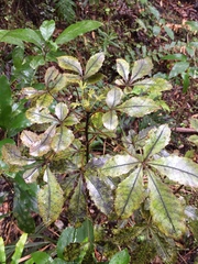 Pseudopanax discolor