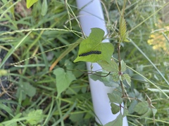 Theretra oldenlandiae