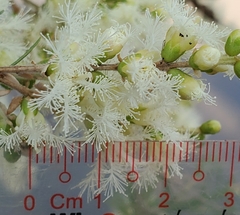 Melaleuca trichostachya