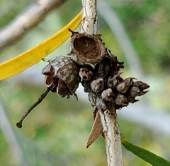 Melaleuca trichostachya