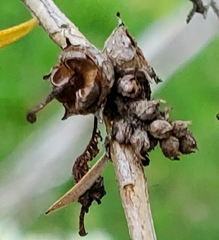 Melaleuca trichostachya