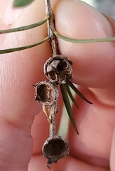 Melaleuca trichostachya