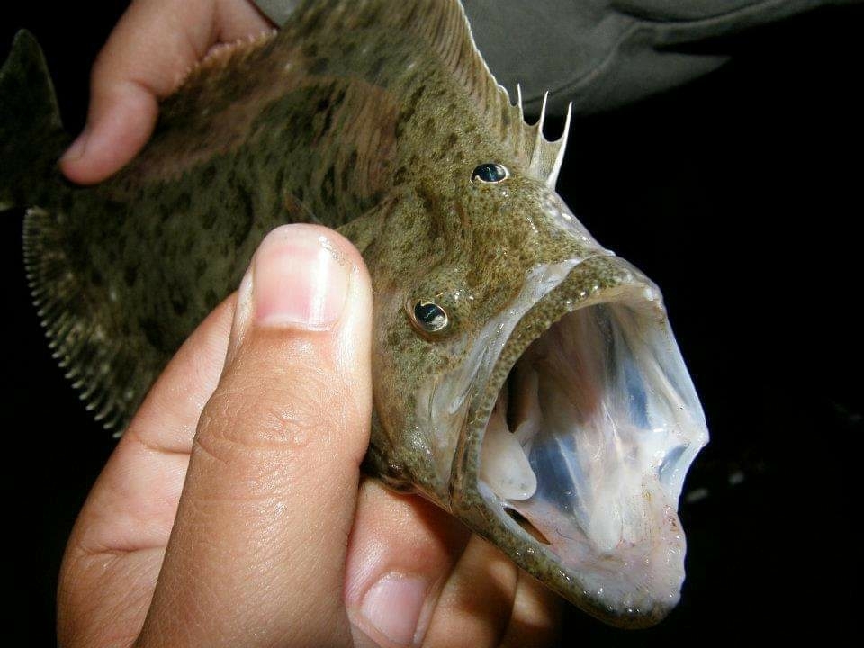 California Halibut from Balboa Peninsula, Newport Beach, CA, USA on 24 ...