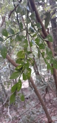 Citrus australasica
