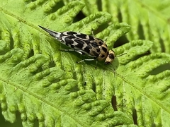 Glipa malaccana