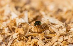Crepidodera fulvicornis