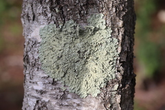 Flavoparmelia soredians