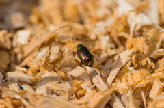 Crepidodera fulvicornis