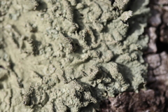 Flavoparmelia soredians
