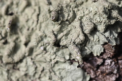 Flavoparmelia soredians